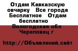 Отдам Кавказскую овчарку - Все города Бесплатное » Отдам бесплатно   . Вологодская обл.,Череповец г.